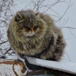 Дерипаска объяснил необходимость новых городов в Сибири